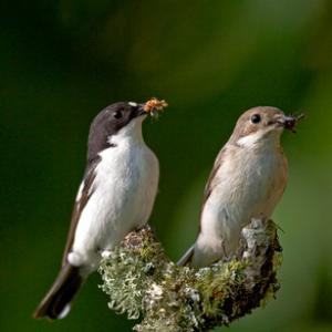 Male and Female Pied Flycatchers DM0883