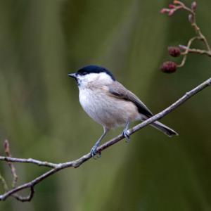 Marsh tit