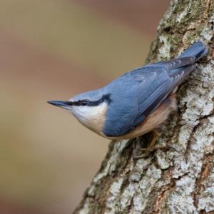 Nuthatch 2