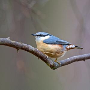 Nuthatch 3