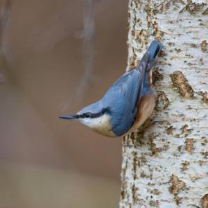 Nuthatch DM0797