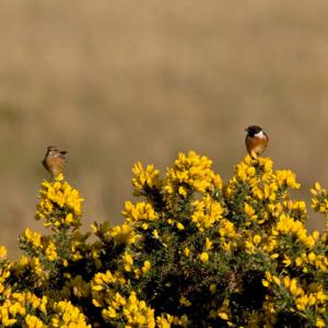 Pair of Stonechats DM0865