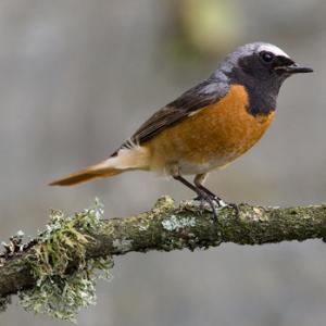 Redstart (Male) DM0886
