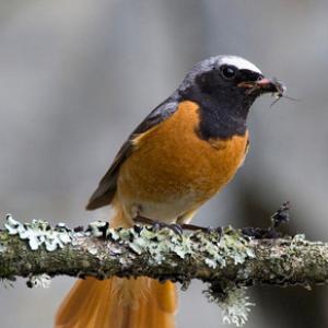 Redstart (Male) 2