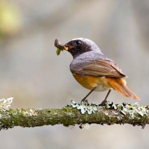 Redstart (Male) DMO887