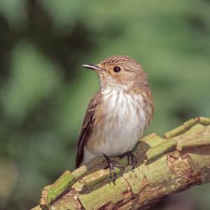 Spotted Flycatcher DM0812