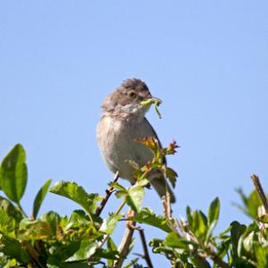Whitethroat DM0821
