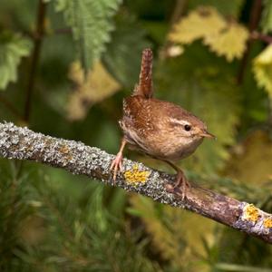 Wren DM0828