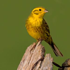 Yellow Hammer DM0829