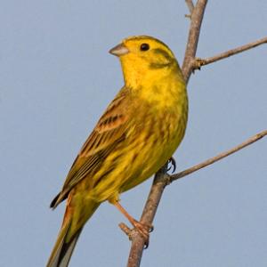 Yellow Hammer DM0830