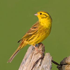 Yellow Hammer DM0831