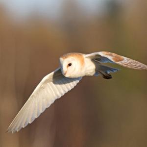  Barn Owl in Flight DM1758