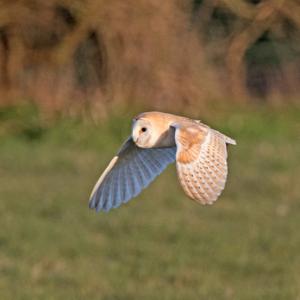  Barn Owl in Flight DM1759