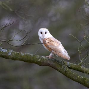 Barn Owl DM0895