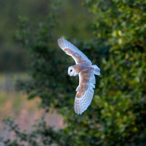 Barn Owl in Flight  DM1751