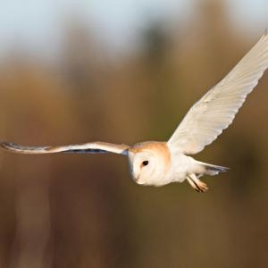 Barn Owl in Flight  DM1754