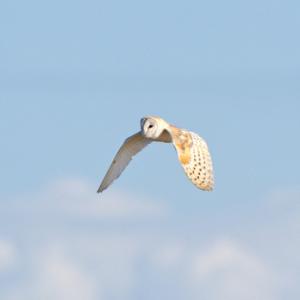 Barn Owl in Flight 1 DMO305