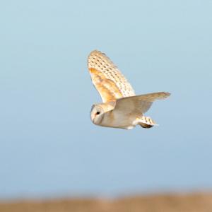 Barn Owl in Flight 2 DM0307