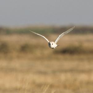 Barn Owl in Flight DM0897
