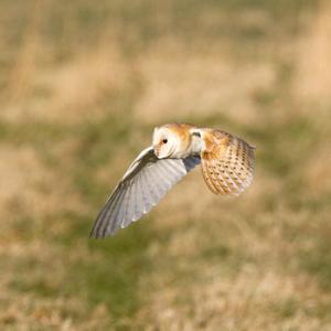 Barn Owl in Flight DM0898