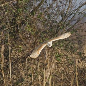 Barn Owl in Flight DM0899