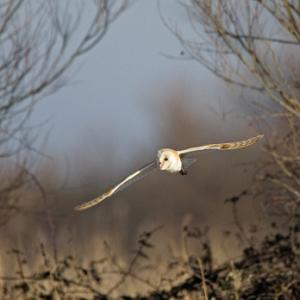 Barn Owl in Flight DM0900