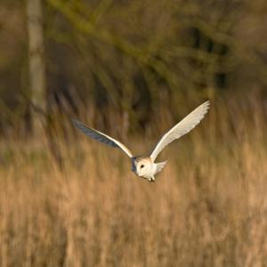 Barn Owl in Flight DM0901