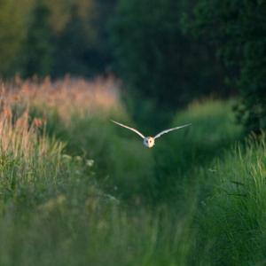 Owls