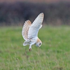 Barn Owl in Flight