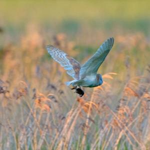 Barn Owl with Prey  DM1756