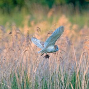 Barn Owl with Prey  DM1757