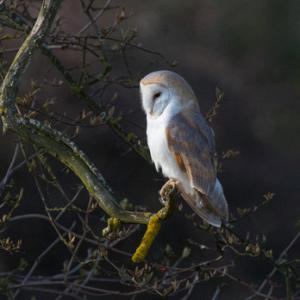 Barn Owl  DM2083