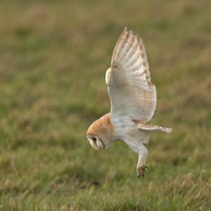 Barn Owl Hunting  DM2084