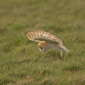 Barn Owl Hunting  DM2085