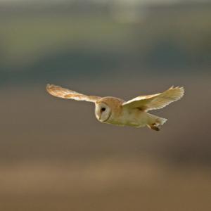 Barn Owl in Flight DM2086
