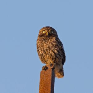 Little Owl  DM1761