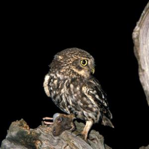 Little Owl DM0905