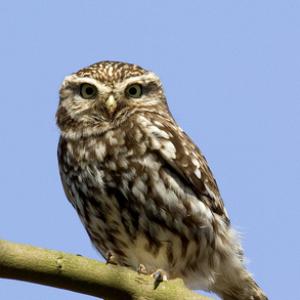 Little Owl DM0909