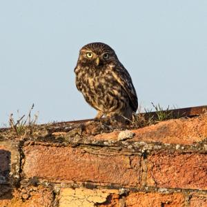 Little Owl DM1760