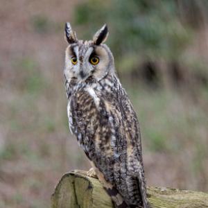 Long-eared Owl 2