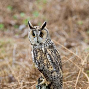 Long-eared Owl 4