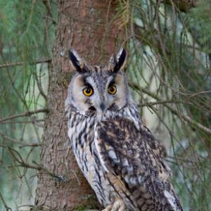 Long-eared Owl