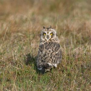 Short-eared Owl  DM0919