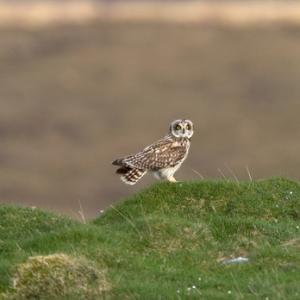 Short-eared Owl DM0920