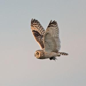 Short-eared Owl Flying with a Vole DM0927