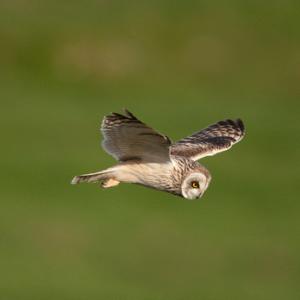 Short-eared Owl in Flight 1 DM0306