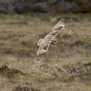 Short-eared Owl in Flight DM0911