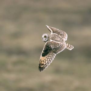 Short-eared Owl in Flight DM0912
