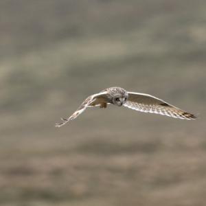 Short-eared Owl in Flight DM0913