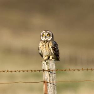 Short-eared Owl on a Post DM0915